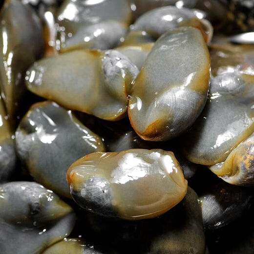 Drunken mud snail yellow mud snail aquatic products raw pickled seafood ready-to-eat canned Ningbo specialty large fresh pickled yellow rice wine drunk 6A mud snail 280g (medium particles)