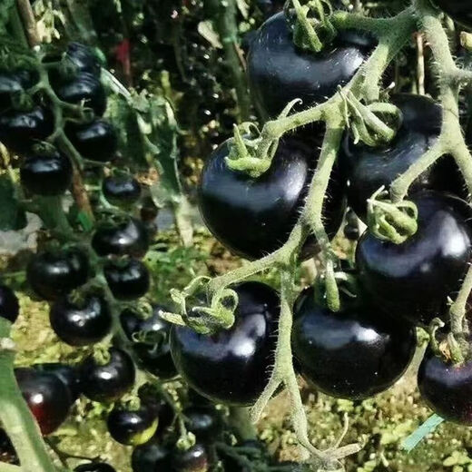 Black Pearl Cherry Tomato Seeds Four Seasons Balcony Potted Plants Easy to Grow Black Gem Tomato Fruit Type Vegetable Seeds Black Pearl Little Saint Tomato Seeds Original Pack About 106 + Song Fertilizer