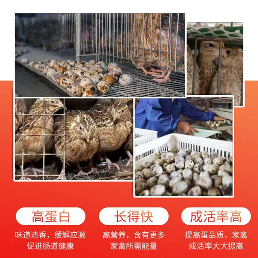 Quail feed, egg production and brooding, special chick egg laying feed, general material for opening, quail chicken food, egg production grain, 1 Jin Jin is equal to 0.5 kg.
