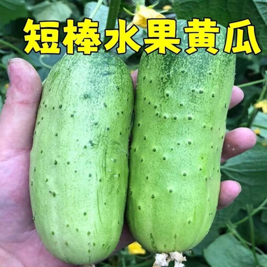 Rabbit leg fruit type authentic fruit cucumber short stick melon seeds field sowing early maturity in spring and autumn carefully selected 1 pack of about 50 seeds