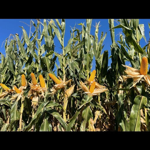 Suiyiman Jingke 968 high-yielding corn seeds, short stems and big sticks, drought-resistant and high-temperature resistant purple gold version white shaft corn seeds purple gold version original 4000 grains