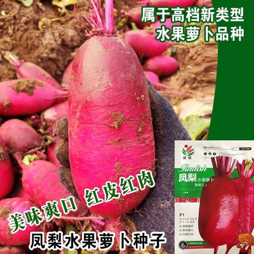 鲜木凤梨水果萝卜种子生吃紫美人萝卜胭脂萝卜籽夏季四季蔬菜种子大全 精品原装[1098粒]五包