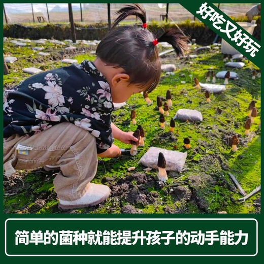 Wang Yuanxing Wild Morel Seed Cultivation Mushroom Fresh Mushroom Artificial Edible Mushroom Spawn Strain Pack Lentinin Mushroom Stick Original Strain Pack 500g Free Instructions + Video