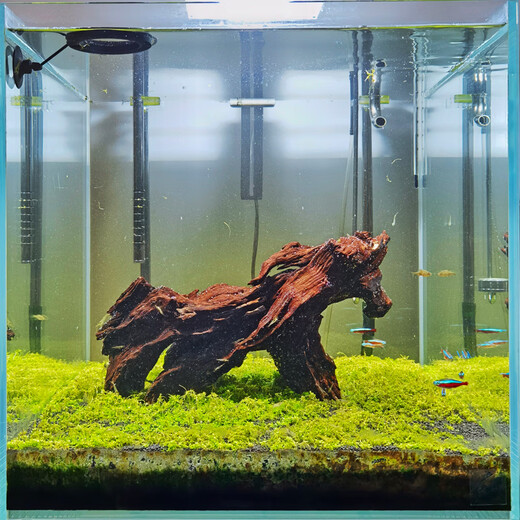 OIMG二马沉木40cm小米鱼缸造景沉木 ADA水族造景精品沉木小号小型水草 军绿色 F3890