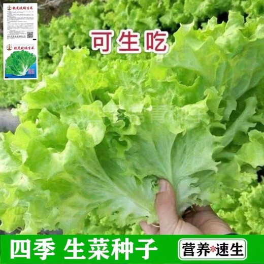 Four seasons sweet and crisp glass lettuce seeds, crisp and tender raw lettuce seeds, farmer's four seasons potted vegetable seeds, glass lettuce 2 packs, about 4000 seeds