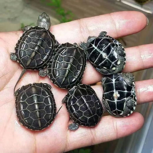 Fresh golden-threaded tortoise, live small turtle, longevity turtle in outer pond, pet water turtle, golden-threaded turtle, live turtle, ink turtle, tortoise seedling, fine ink turtle 3-4 cm (1 piece)