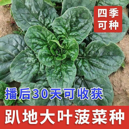 Black-leaf spinach seeds, low-lying spinach seeds, cold-resistant autumn and winter dwarf spinach, thick and non-greasy farm rapeseed, black-leaf spinach seeds, currently on sale, buy 1 song, 1 hair, 2 packs, 20 orders left