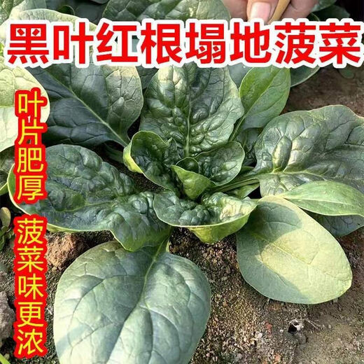 Black-leaf spinach seeds, low-lying spinach seeds, cold-resistant autumn and winter dwarf spinach, thick and non-greasy farm rapeseed, black-leaf spinach seeds, currently on sale, buy 1 song, 1 hair, 2 packs, 20 orders left