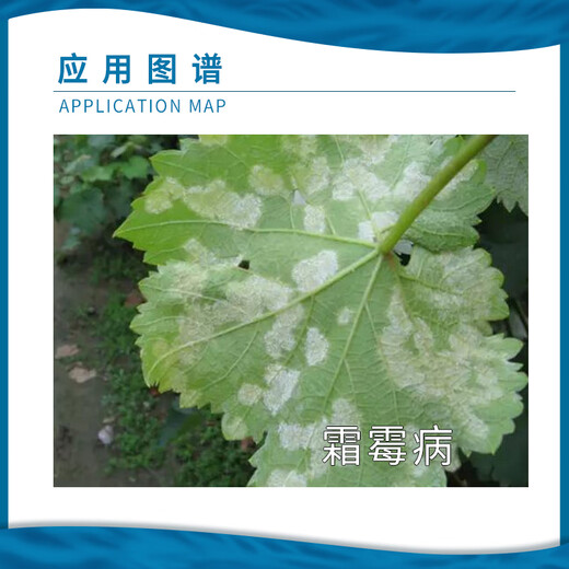 Baotianpai Churchit 30% Oxazolin Oxazolin Copper Essence Metalaxyl Downy Mildew Pesticide Suspension Emulsion Fungicide 500g