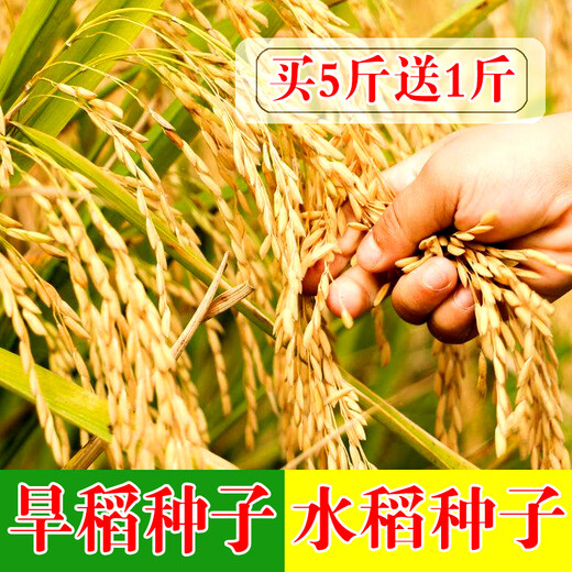 水稻种子家用高产水稻种孑旱稻种籽子东北大米糯米香稻子 金香玉686水稻【一斤价】当季新
