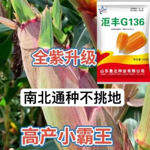 Golden grain 136 corn seeds, stable yield, large sticks, short stems, disease resistance, lodging resistance and drought resistance, corn grains in the north and south are in stock. The national approval ton yield is 136 per acre (3Jin Jin is equal to 0.5 kilograms)