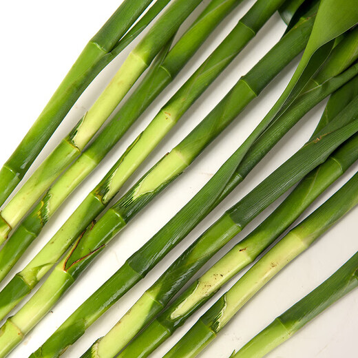 Flowers bloom and prosper, prosperous bamboo hydroponic plants 10 branches