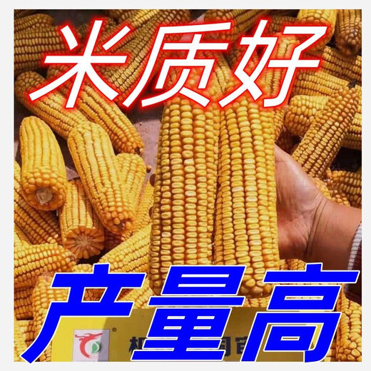 
New species, double-national review, Beijing Agricultural Sciences, 728 early maturity, high temperature, dense and dense high yield, corn species, short rod, red shaft corn seeds, Beijing Agricultural Sciences, 728 corn species [4500 grains] 1 bag