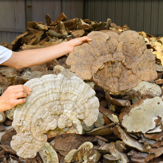 Changbaishan Ganoderma Lucidum tranches Ganoderma Lucidum Spore poudre trempée dans du vin et de la soupe, tranches Nyingchi Changbaishan Ganoderma Lucidum tranches [100g]