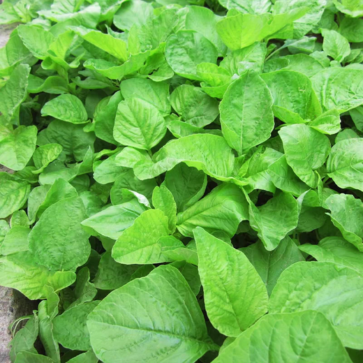 Big round leaf glutinous rice, amaranth, green leaf, amaranth, four seasons, farm vegetables, green seeds, amaranth #(picked and long)* White round leaf amaranth, exquisite 3 packs [sweet, tender and refreshing] about 16,805 capsules