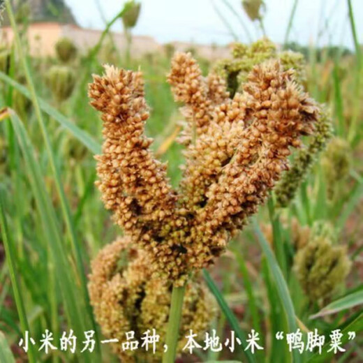 鸭脚粟种子农家红稗粟米拳头栗广粟穇子鸡爪粟红黄粟狗尾栗籽 鸭脚粟种子50克