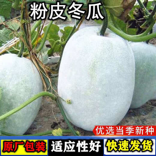 Pink-skinned winter melon seed trellis climbing white winter melon field outdoor greenhouse complete collection of vegetable seeds that are easy to grow in all seasons Pink-skinned winter melon seeds 1 pack about 20 capsules