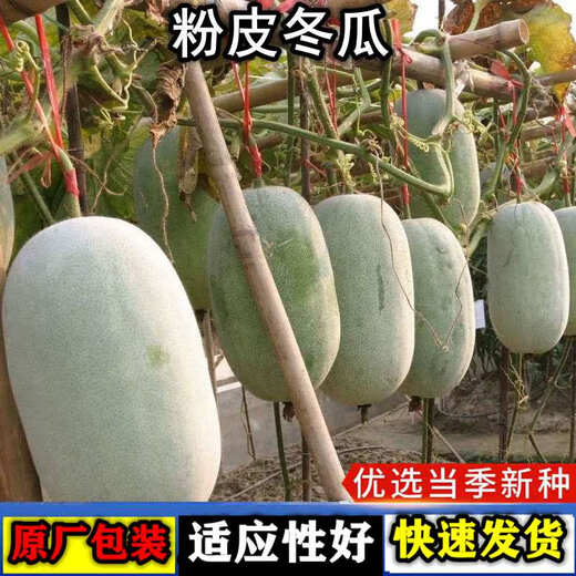 Pink-skinned winter melon seed trellis climbing white winter melon field outdoor greenhouse complete collection of vegetable seeds that are easy to grow in all seasons Pink-skinned winter melon seeds 1 pack about 20 capsules