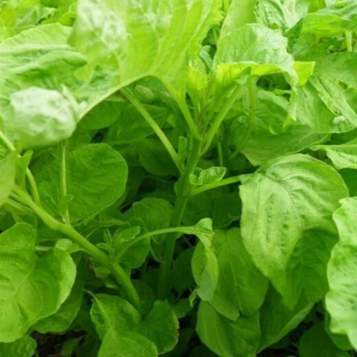 Big round leaf glutinous rice, amaranth, green leaf, amaranth, four seasons, farm vegetables, green seeds, amaranth #(picked and long)* White round leaf amaranth, exquisite 3 packs [sweet, tender and refreshing] about 16,805 capsules