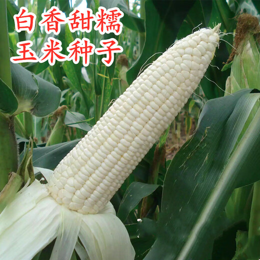Sowing mood super sweet waxy corn seed black sweet waxy sticky colorful waxy fruit corn seed larvae field high yield big stick easy living hybrid <National Approval> white sweet waxy corn seed 1 pack 100g No Specifications