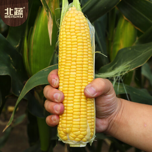 北蔬 超甜水果玉米种子种苗四季蔬菜籽 苏科甜1506玉米种子50g约350粒