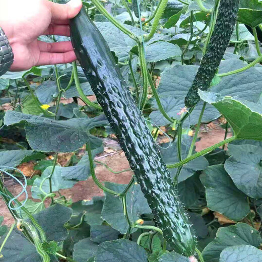 All-female cucumber seeds, oily and bright cucumber seeds with green flesh, imported from the Netherlands, disease-resistant and high-yielding Rongzun, all-female cucumbers Rongzun 20 capsules
