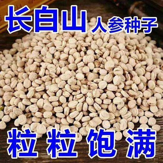 Changbai Mountain ginseng seeds, wild ginseng seeds, easy to grow Chinese medicinal materials in all seasons, easy to live indoor flower pots, Changbai Mountain ginseng seeds, new species, new species, about 80 capsules