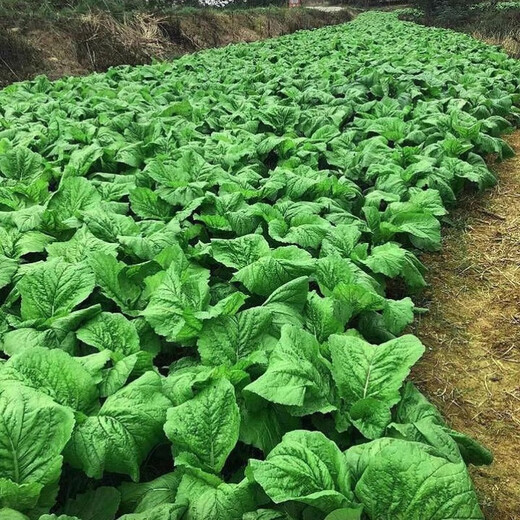 Sichuan Kuanbang green vegetable seeds, pickled pickles, sauerkraut, pickles, medium-ripe large-leaf autumn vegetable seeds, hot product impulse, Kuanbang green vegetable seeds, new this year, RNG9 original factory, 1 pack of about 800 seeds