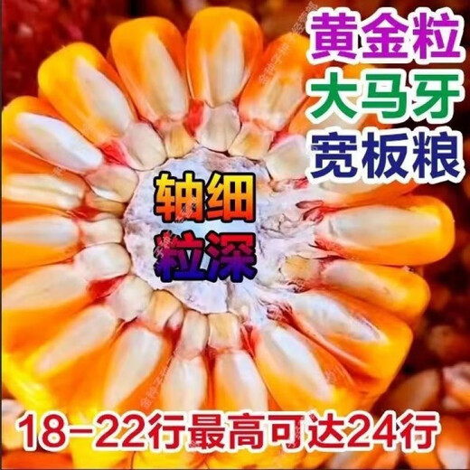 Одобренные на национальном уровне стабильные семена кукурузы с короткими стеблями и большими стеблями, свежими полегающими и засухоустойчивыми пастбищными зернами Северной и Южной Академии сельскохозяйственных наук, упакованное зерно Yongyou 1593, 70 зерен, пробный сорт.