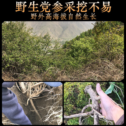 Minnongren 10-year-old wild Codonopsis pilosula 250g Gansu high-altitude dried Codonopsis pilosula strips grown for many years without sulfur and smoked with astragalus, angelica, wolfberry soup soaked in water and wine Chinese medicinal materials