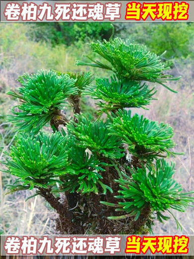 Shantou Lincun Selaginella nine-dead resurrection grass desktop flowers and plants bonsai potted rockery combination absorbent stone calamus orchid. The whole nest of about 9 to 11 heads is dug on the same day. Pallets are not included.