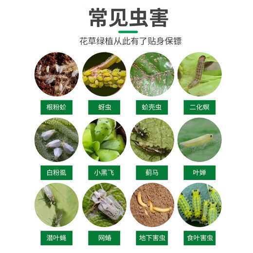 植轻松吡虫啉小白药颗粒月季花卉多肉防虫花药地上土壤杀虫药园艺杀虫剂