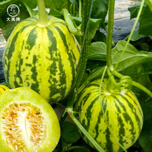 Dayu Balixiang muskmelon seeds cantaloupe old variety tiger skin melon field planting autumn and winter extra large Balixiang muskmelon muskmelon seeds about 30 pieces