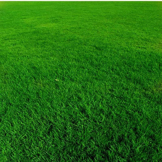 Millennium Cherry Tomato Seeds Super Sweet Cherry Tomato Balcony Easy-to-Live Four Seasons Potted Tomato Vegetable Seeds Super Sweet Red Cherry Tomato Seeds Simple Planting Nk New Seeds Addition: About 300 capsules 1 pack