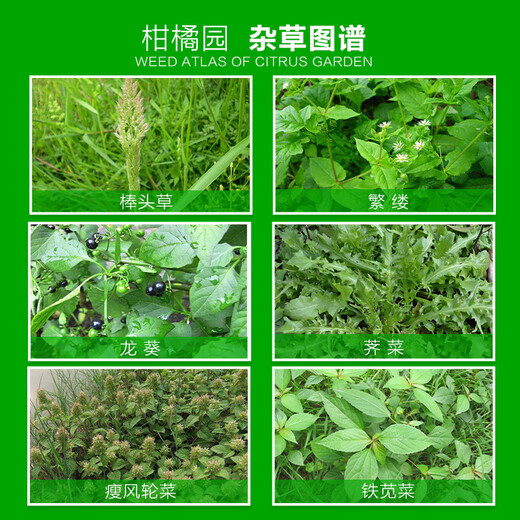 金帆达（JFD）757草甘膦铵盐草甘磷除草烂根剂荒地除杂草灭生性除草剂 50g