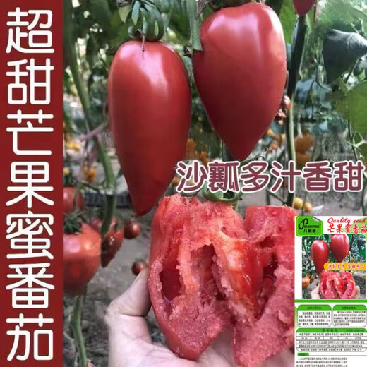 Super sweet mango honey tomato seeds for sowing fruit and vegetable seeds in spring and autumn for potted fruity sandy old tomato seeds Super sweet mango honey tomato seeds - original packaging of about 48 capsules