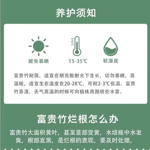 Lucky Bamboo, hydroponic plants shipped from Guangzhou, good for lazy people, a gift for Buddha in the office, Chinese Valentine's Day, Lucky Bamboo 70cm, 10 pieces