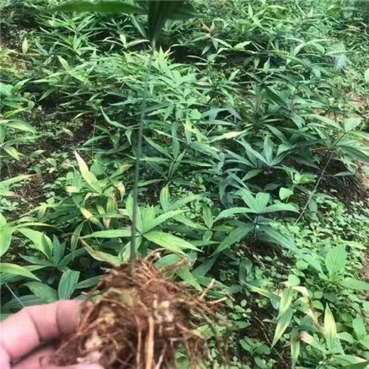 Authentic Medicinal Materials Polygonatum Seeds Chicken Head Polygonatum Tiger Ginger Chicken Claw Ginseng Claw Ginseng Yellow Pheasant Seeds Polygonatum Miao Large Leaf Seedlings Delivered 1500