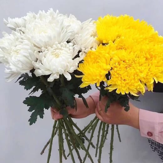 Garden new Qingming Festival yellow and white chrysanthemum flower bouquet mourning grave sweeping ancestor worship mountain praying to God Guangzhou base white chrysanthemum 100 pieces does not include vase