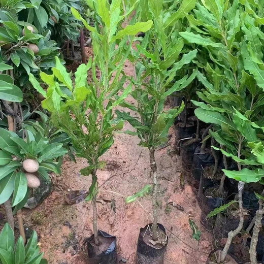 桂热一号坚果苗澳洲夏威夷果正宗矮化嫁接苗庭院常绿树苗带土发货 695号坚果三年【带营养杯发货】 90cm(含)-99cm(含)