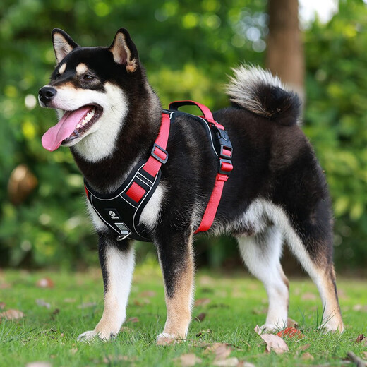 Five tail corner, 2 meters longer rope, dog leash, corgi harness, traction rope, medium and large small dog walking rope, Shiba Inu, red M (recommended 20-40 Jin Jin equals 0.5 kg)