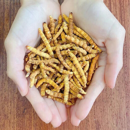 Xueyuantang cordyceps sinensis целый насекомые сломанная трава Аутентичные Cordyceps Выбранные тонические продукты Плато Cordyceps Целые насекомого китайское лекарственное тонизированное продукты около 0,3 г/корень (целая сломанная трава насекомых)