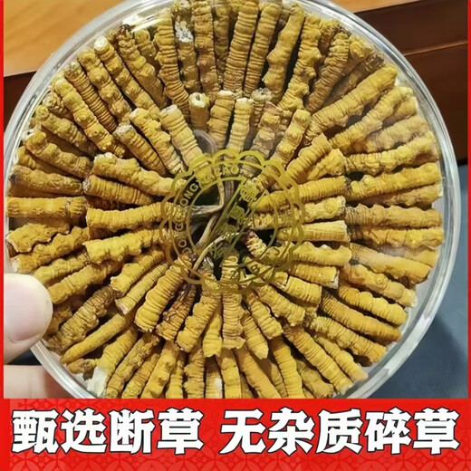 万草康仁冬虫夏草断草藏区断虫草断草中老年营养品整肉节虫草酒保健品 精选大断草 【 30克尊荣礼盒装】 送同款虫草1克