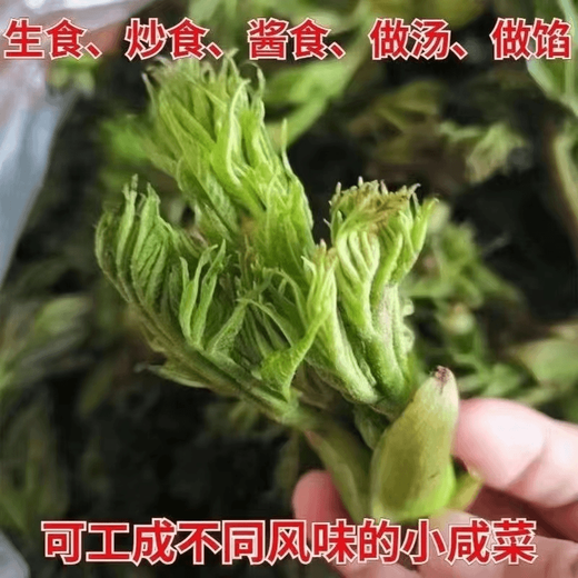 Different plants, Echinacea sprouts seeds, Erythronus buds seeds, sowing in all seasons, balcony potted plants, small yard planting, simple and high-yielding. Authentic, Echinacea sprouts, 4 packs, 6 packs + fertilizer