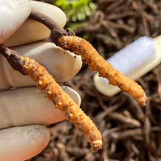 新鲜冬虫夏草2025年头期虫草正品领导高海拔送礼正宗鲜虫草过节 1.0-1.2克/根   10根鲜虫草 冬虫夏草  顺丰发货