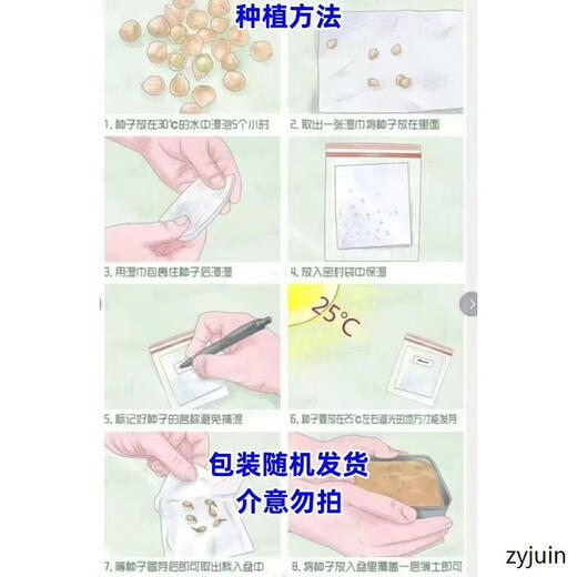 Miben Sweet and Glutinous Pumpkin Seeds, Four Seasons Old Pumpkin, Dense Pumpkin Varieties, Miben Pumpkin Seeds, 3 packs, about 90 capsules