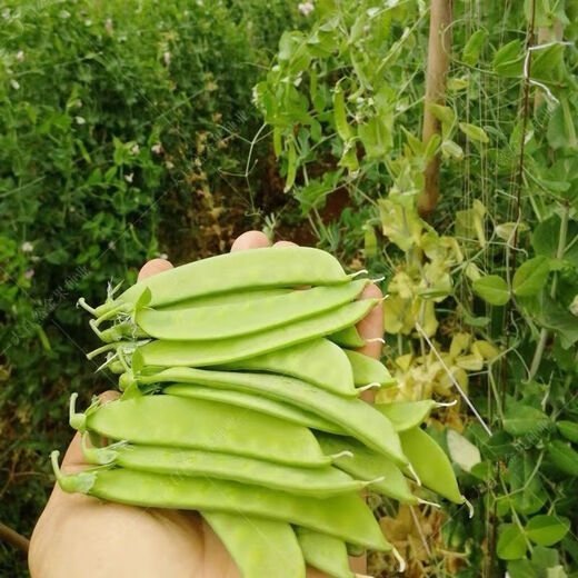 Süße und knusprige holländische Bohnensamen, erbsen doppelblütige doppelklammernde kaltresistente Landwirte, pflanzte Herbst- und Winterbohnensamen. Niederländische Bohnensamen [neue Samen in diesem Jahr #9898 Neue Samen-200