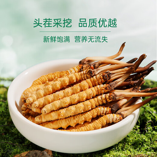 藏汐堂【2025年头茬鲜草】新鲜冬虫夏草 头期鲜虫草 滋补营养品 0.6克/根 100根装