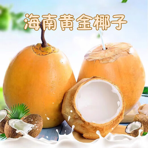 Xiyouxian Hainan Golden Coconut Green Fresh Golden Coconut Freshly Picked with Skin Pure Natural Coconut Water Supplements Amniotic Fluid for Pregnant Women 4 pieces Single fruit 3Jin Jin equals 0.5kg ~5Jin Jin equals 0.5kg Large fruit