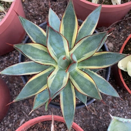 
Agave Taki Lei Succulent potted plants indoor and outdoor office garden flowers landscape green plants sandy plants Taki Lei Lei Agave 10-12